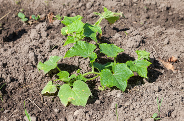 Small cucumber plants growing in the ground