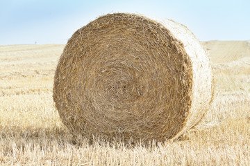 bales of grain after harvesting a wheat field 
