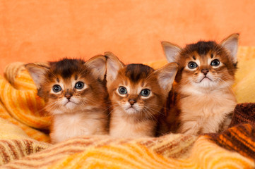 Somali kittens