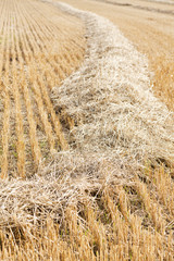 bales of grain after harvesting a wheat field 
