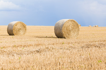 bales of grain after harvesting a wheat field 