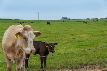 Cattle on Orkney Island