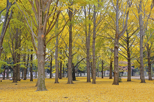 Fall colors - Golden yellow Ginkgo trees in autumn