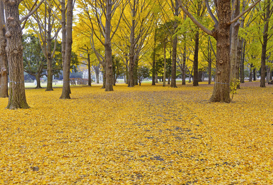 Fall colors - Golden yellow Ginkgo trees in autumn