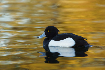 Tufted Duck, Aythya fuligula