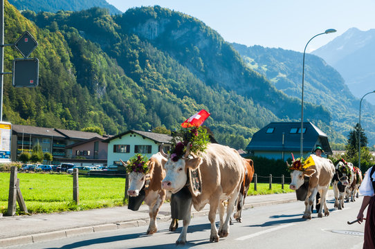Swiss cows