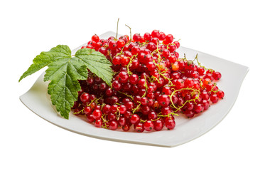 Red currant