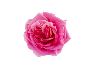 bright beautiful  pink rose