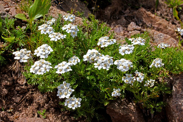achillea moschata © gabriffaldi