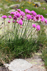 spilli di dama (armeria alpina)