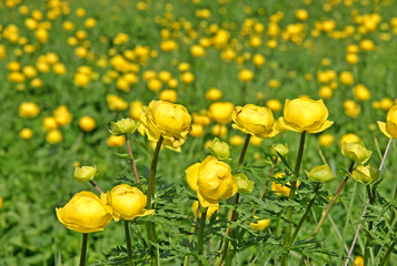 Obraz premium botton d'oro (trollius europaeus)