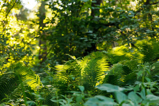 Fototapeta Fern in the forest
