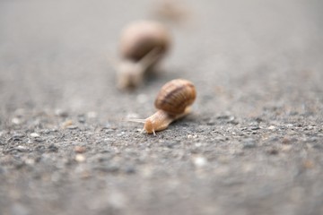Snail on the road