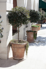 potted outdoor plants