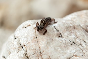 Gecko lizard on rocks