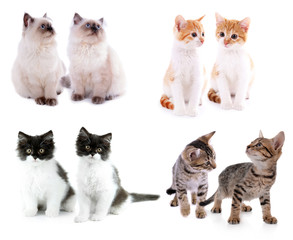 Set of four small kittens isolated on white