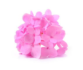 Obraz premium Hydrangea flower on white background