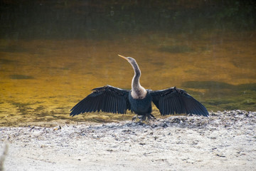 ANHINGA DRYING ITS WINGS