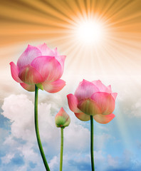 Fototapeta premium pink lotus and sun light in blue sky background