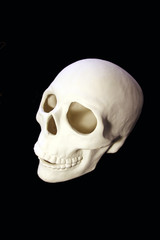 Gypsum Scull