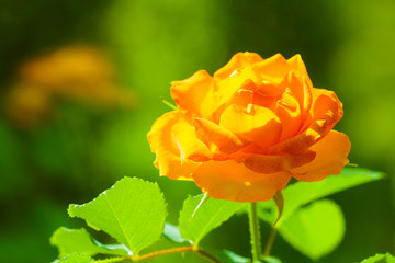 Nature. Orange rose flower for background
