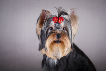 Yorkshire Terrier dog