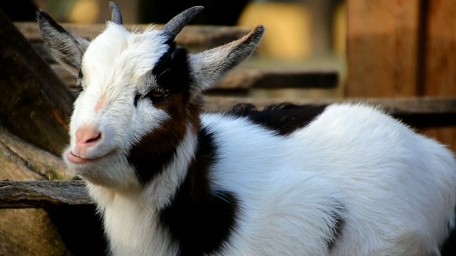 eichkaetzchen holt sich eine nuss von mann