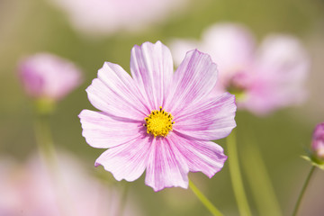 Obraz premium コスモス畑