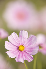 Obraz premium コスモス畑