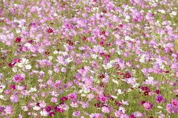 コスモス畑