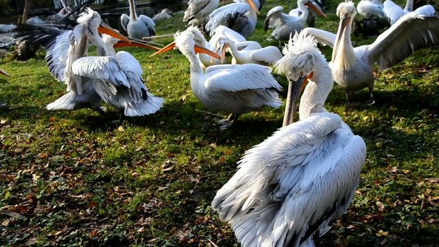 eichkaetzchen holt sich eine nuss von mann
