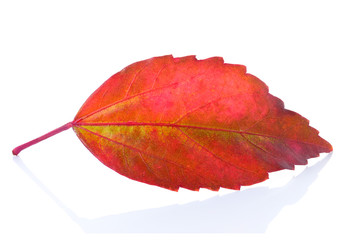 red leaf on white background