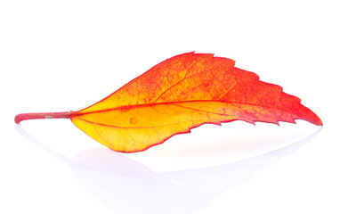 red leaf on white background