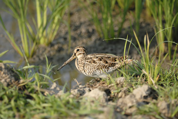 Bird (Common Snipe) walk in the green glass