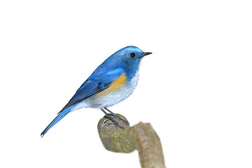 Bird (Himalayan Bluetail) colorful bird on the best perch