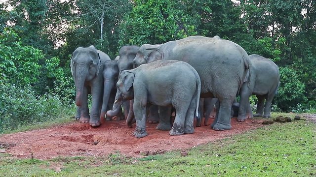 Big group of wild elephant with young eating salt lick