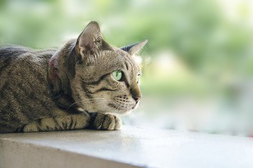 Cat with green eyes