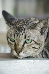 Cat Looking At Camera