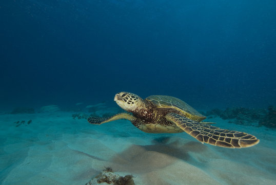 Hawaii Tropical Sea Turtle