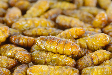 fried silk worms  for food background
