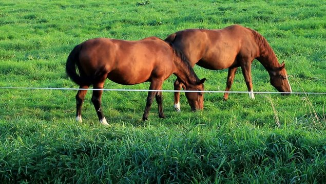 Zwei braune  Pferde fressen Gras auf der Wiese