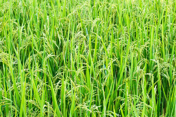 Green rice in the field rice background