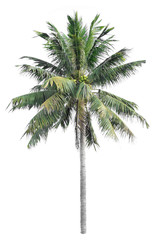 Fototapeta na wymiar Coconut tree on a white background