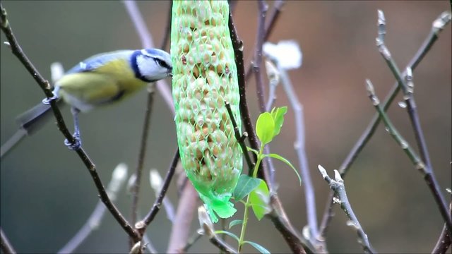 Blaumeise pickt an Futterstange 