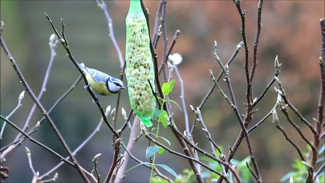 Blaumeise pickt an Futterstange 