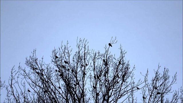 Kr&auml;hen versammeln sich auf einem Baum 