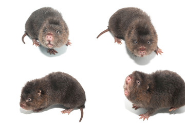 Mole on a white background