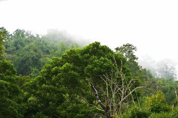 Obraz na płótnie Canvas Trees in the fog and clouds