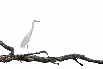 Eastern Great Egret in breeding season stand on best perch
