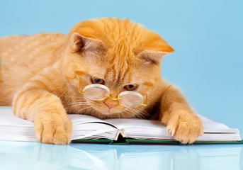 Cute business cat wearing glasses reading notebook (book)